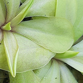 Pinguicula 'Emarginata x Superba' – Mexican Butterwort