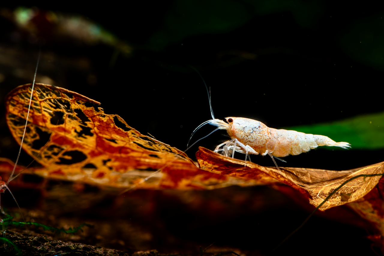 The Guppy Garden