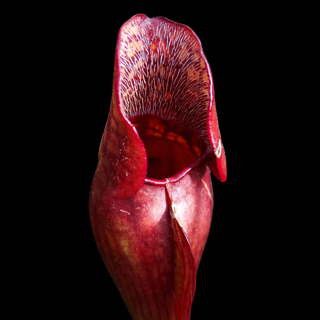 Red pitcher plant against a black background