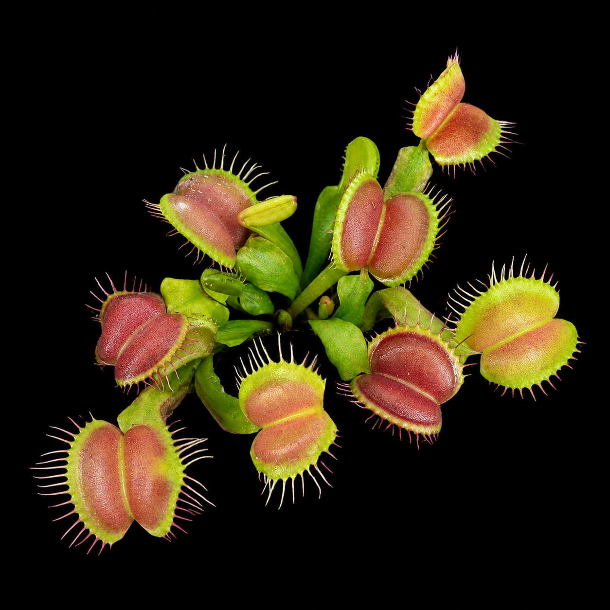 Dionaea muscipula 'Sweet Kiss' (Venus Flytrap)
