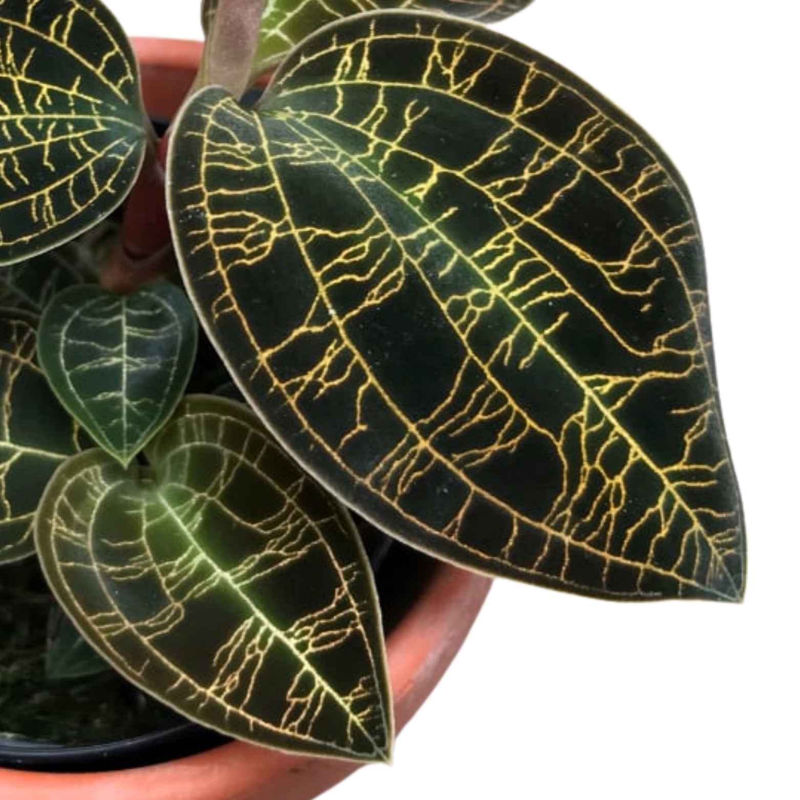 Macodes petola ‘Dark Leaf’ Close-up of a potted plant with dark green leaves and lighter vein patterns.