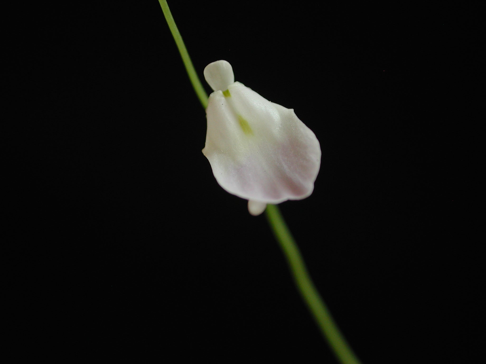 Utricularia livida ‘Typical’ Bladderwort - 1 Plant