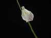 Utricularia livida ‘Typical’ Bladderwort - 1 Plant