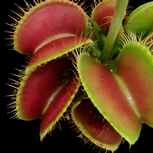 Close-up of a Venus flytrap with red and green leaves on a black background