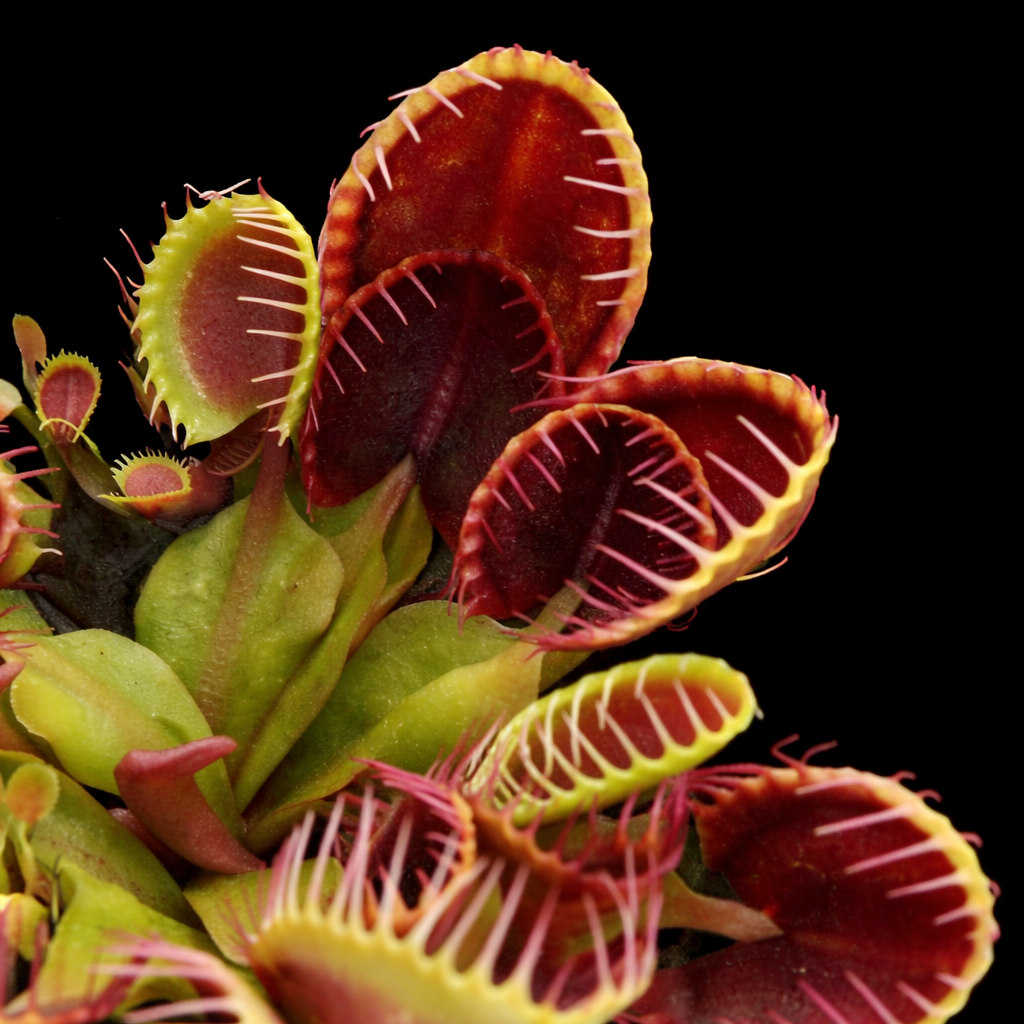 Close-up of Venus flytrap plants with a black background