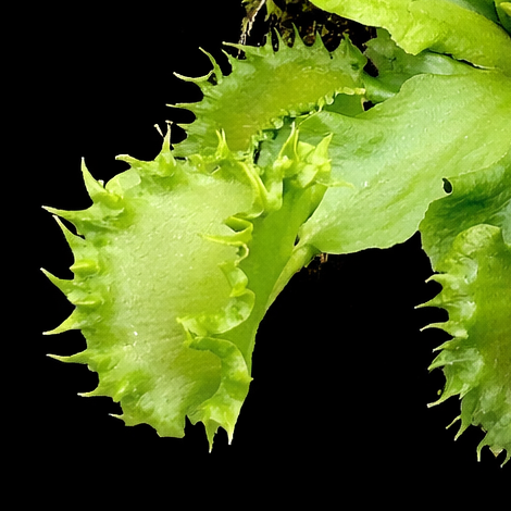 Close-up of a green spiky plant on a black background