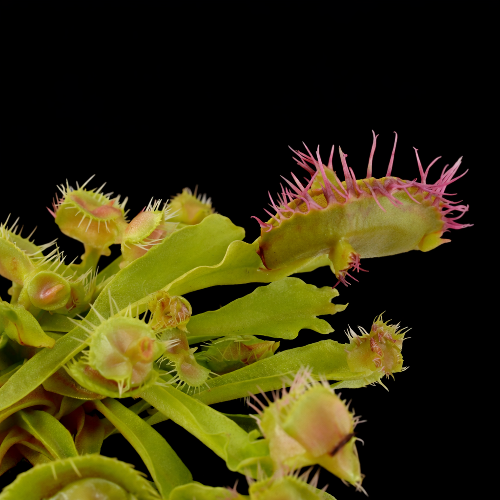Close-up of a Venus flytrap with pink spines on a black background