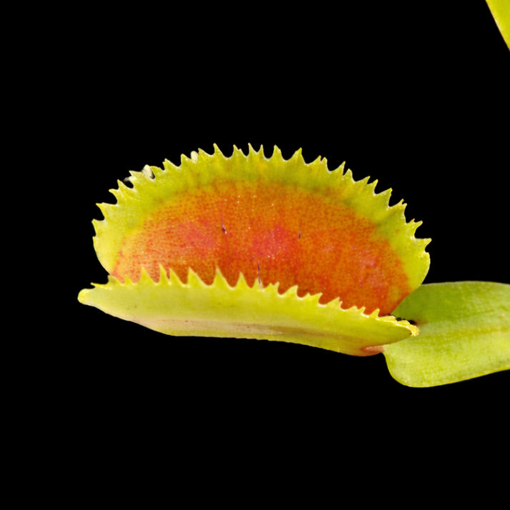 Close-up of a Venus flytrap with a black background