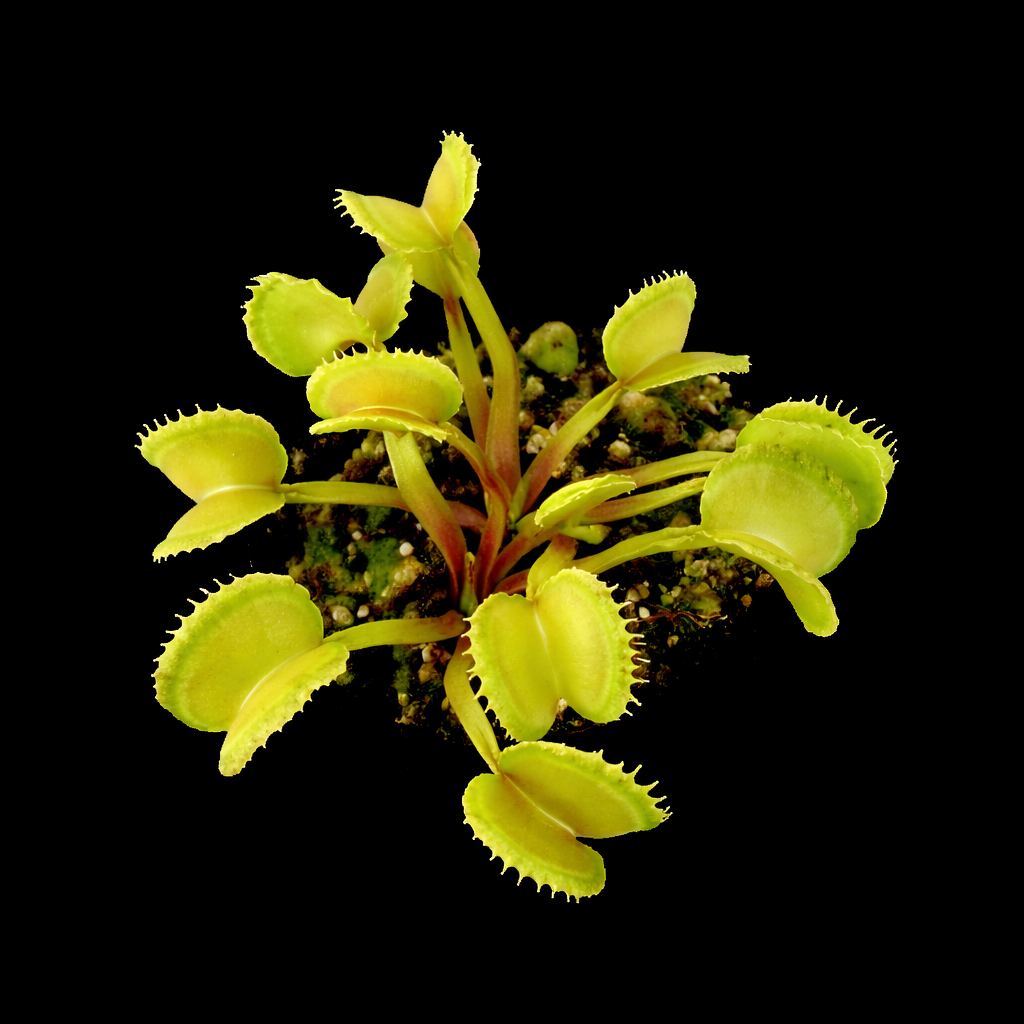 Close-up of a Venus flytrap plant on a black background