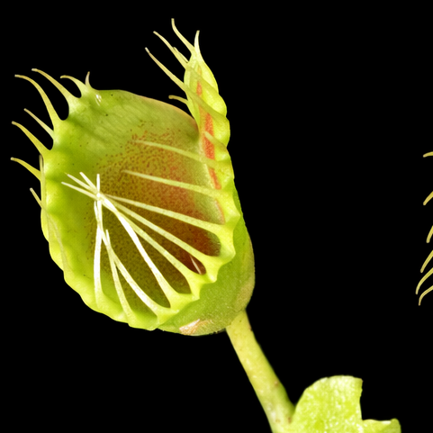 Close-up of a Venus flytrap with a black background Trichterfalle Venus Fly Trap Dionaea