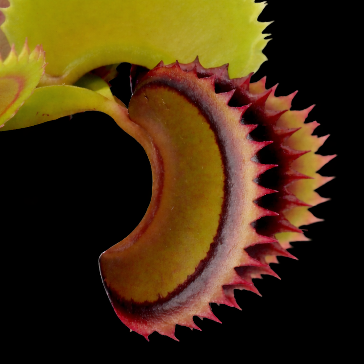 Close-up of a Venus flytrap with a black background