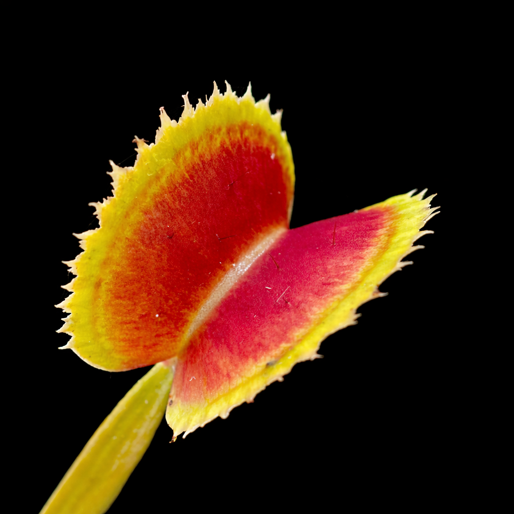 Close-up of a red and yellow flower bud on a black background
