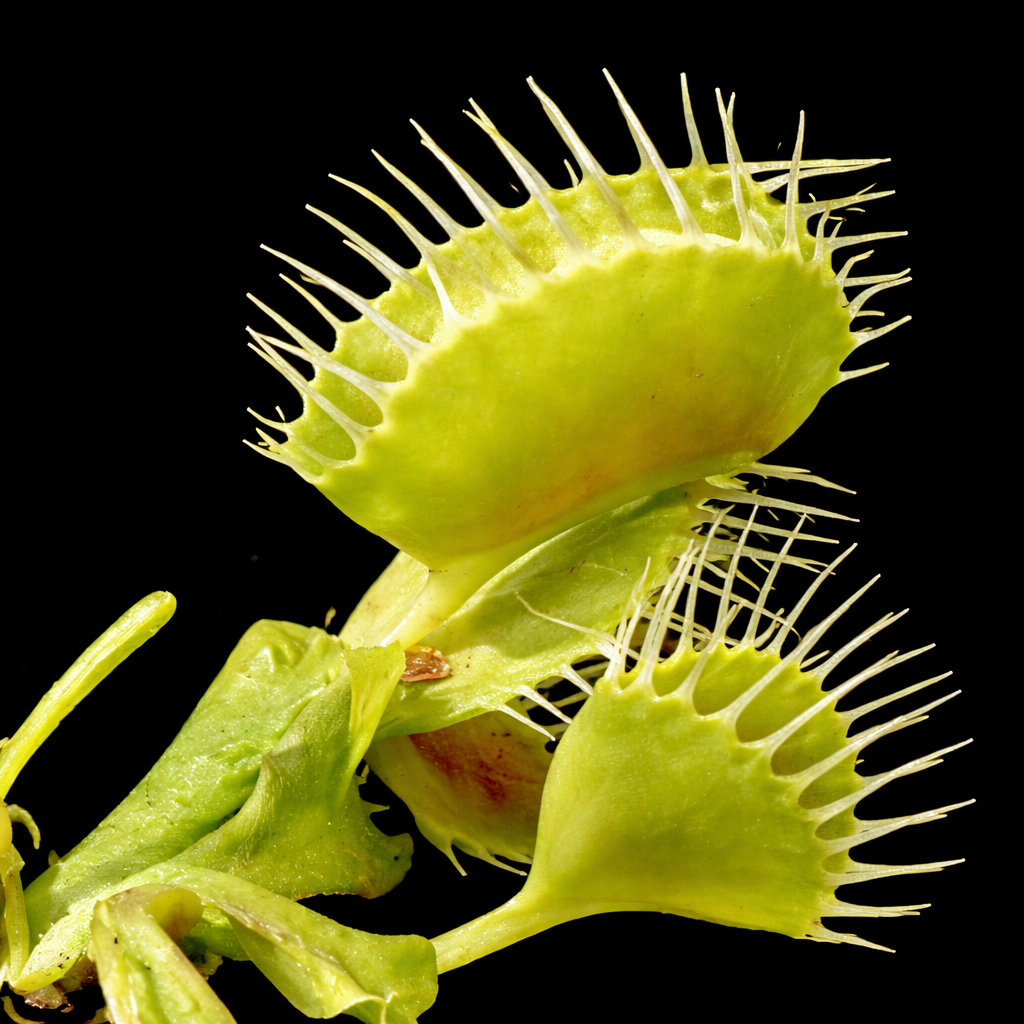 Close-up of a Venus flytrap with a black background Dionaea muscipula Trichterfalle Venus Fly Trap