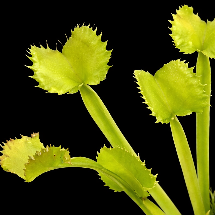 Close-up of a green plant with spiky leaves on a black background Venus Fly Trap Red Fox Dionaea