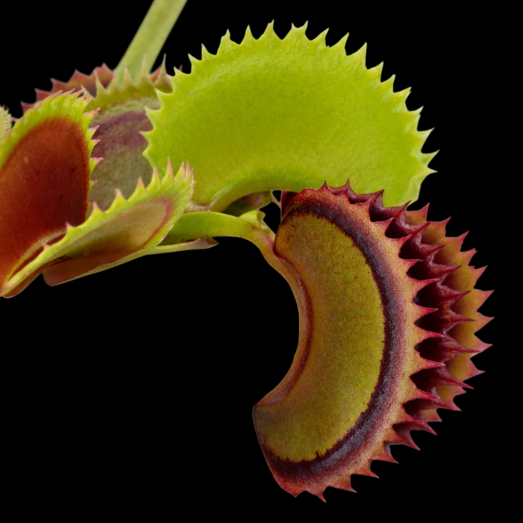 Dracula Venus Fly Trap Dionaea