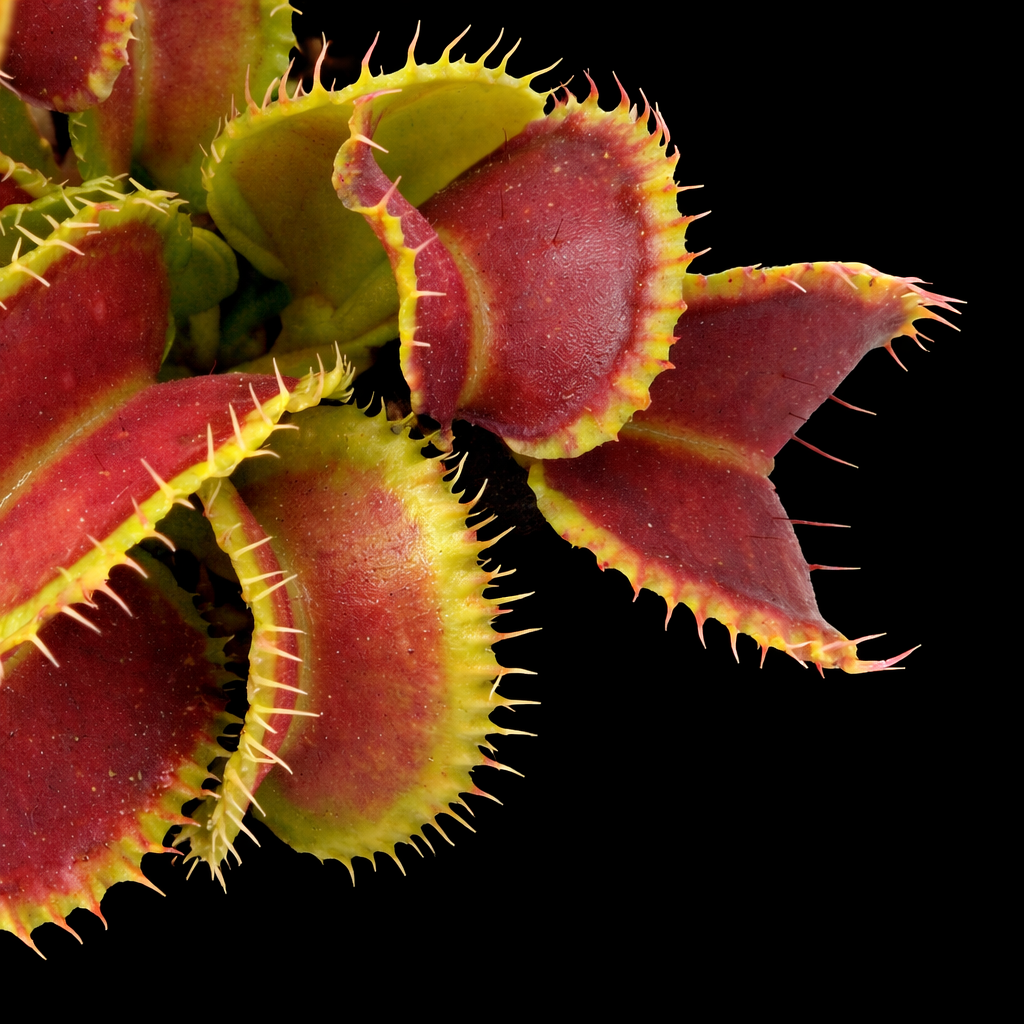 Close-up of a Venus flytrap with red and green colors on a black background Venus Fly Trap Mutant #1 Dionaea