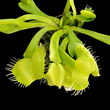 Venus flytrap plant on a black background