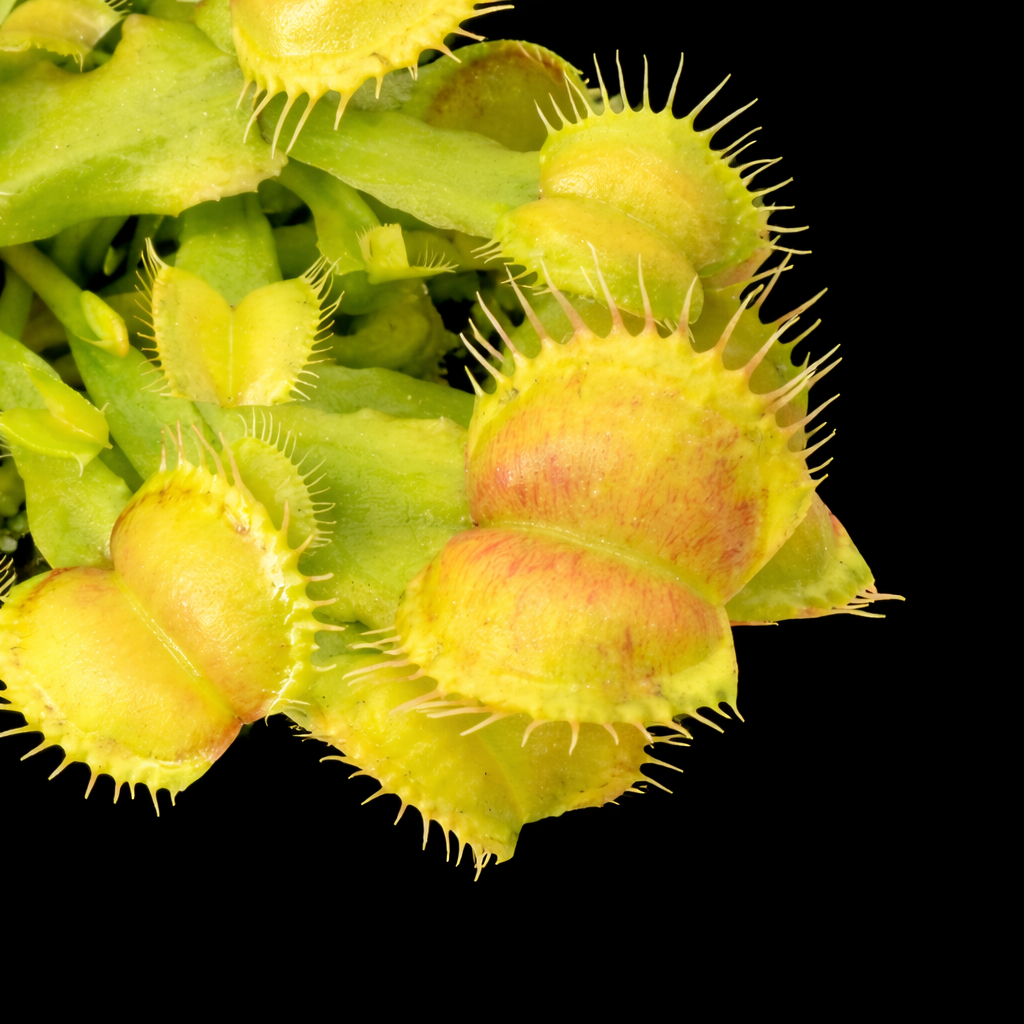 Galaxy Venus Fly Trap Dionaea
