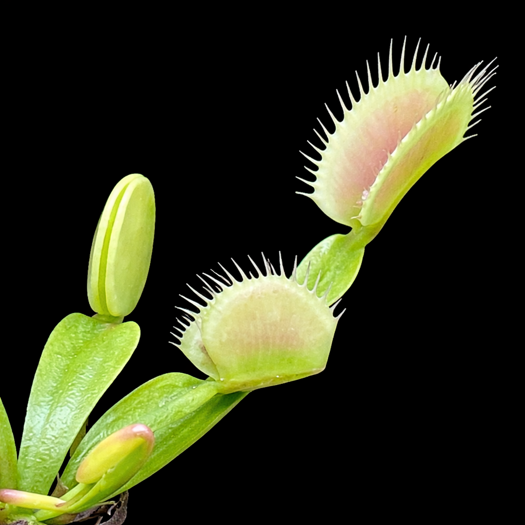 Close-up of Venus flytrap plants on a black background Venus Fly Trap Ghost Dionaea