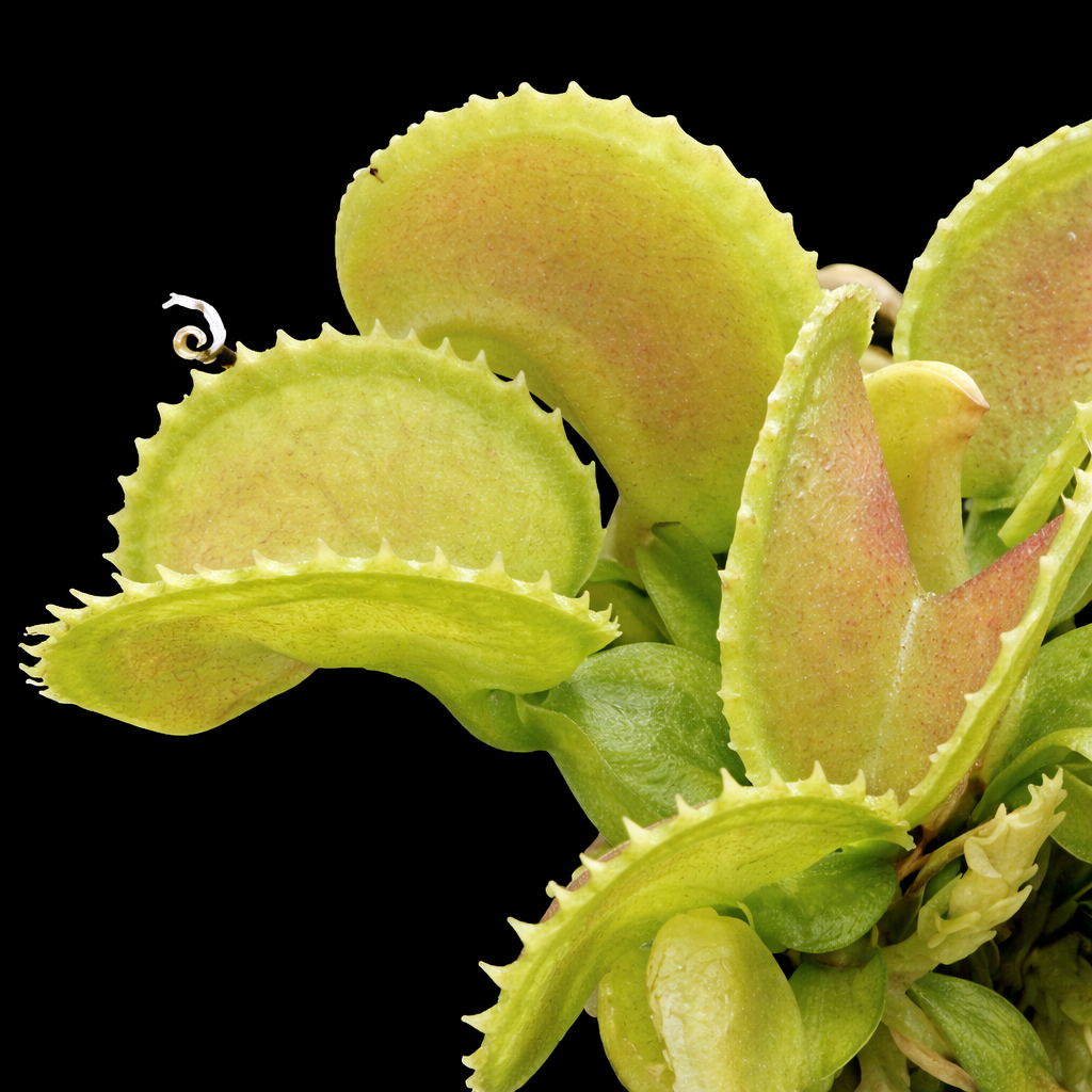 Close-up of a Venus flytrap plant with a black background Giant Cudo Venus FLy Trap Dionaea