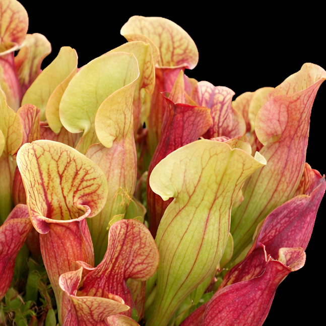 Sarracenia × flavopurpurea Close-up of a pitcher plant with pink and green colors on a black background