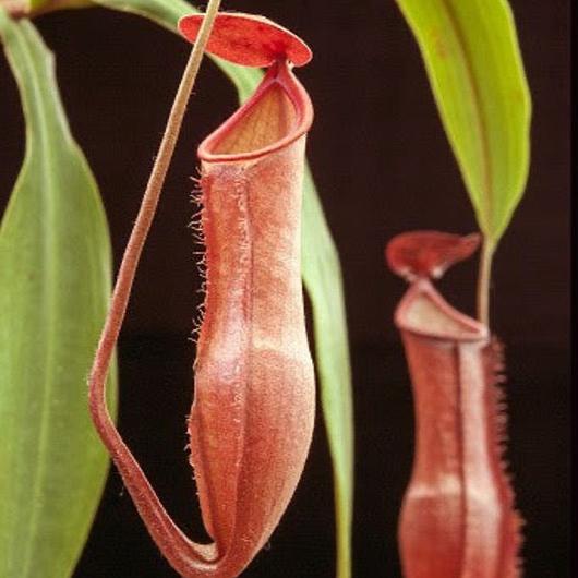 Nepenthes vieillardii - New Caledonian Pitcher Plant 