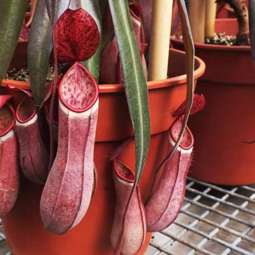 Nepenthes albomarginata -  Tropical Pitcher Plant 