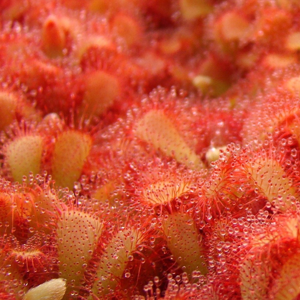 Drosera aliciae 'Alice' (Alice Sundew)