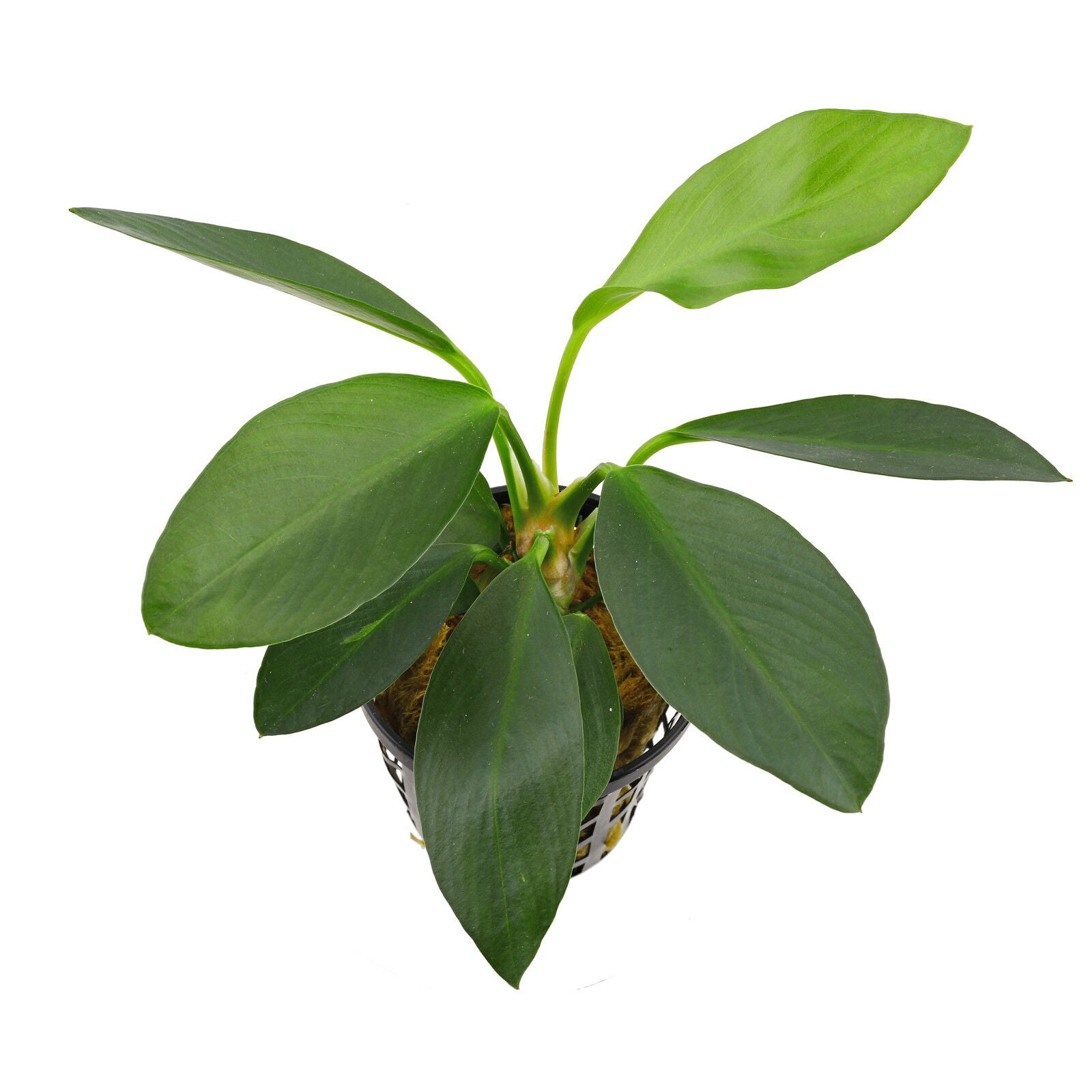 Anubias afzelii 'Congensis' - 10-20cm Plant