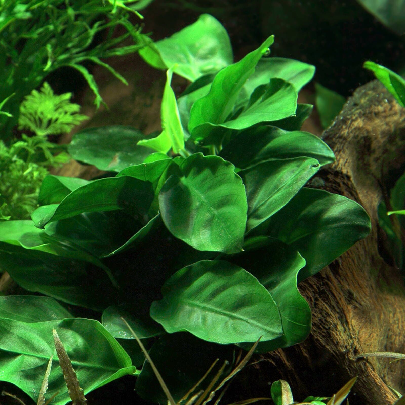 The Guppy Garden