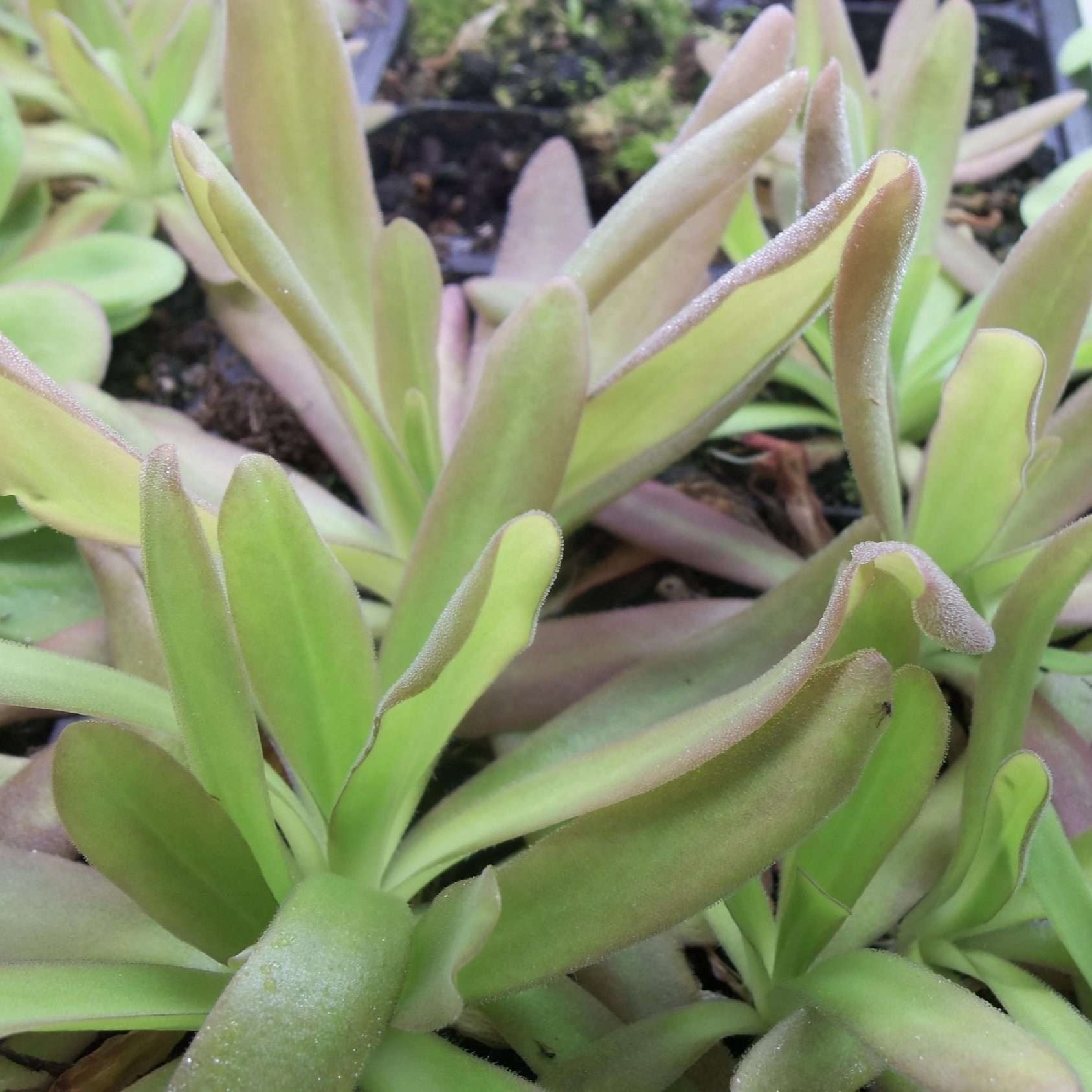 Pinguicula 'Aphrodite' – Mexican Butterwort 