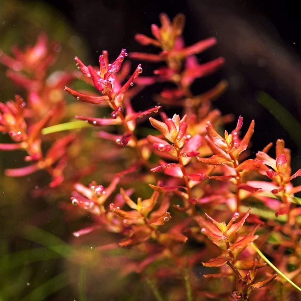 The Guppy Garden
