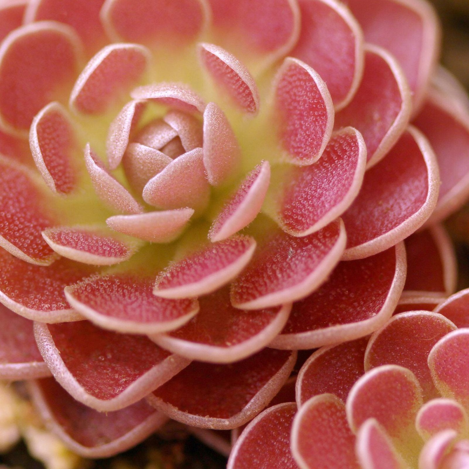 Pinguicula 'Florian' – Mexican Butterwort