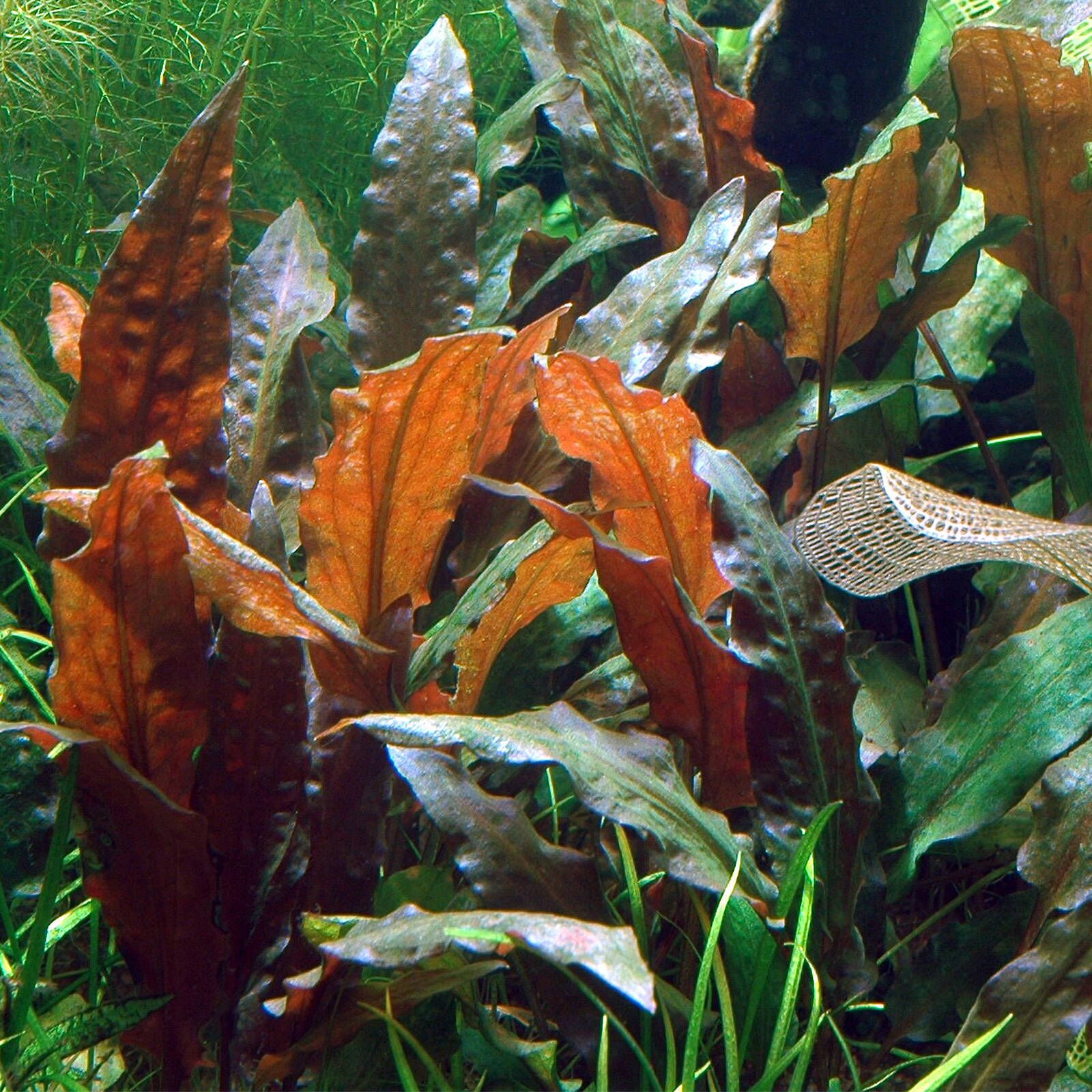 The Guppy Garden