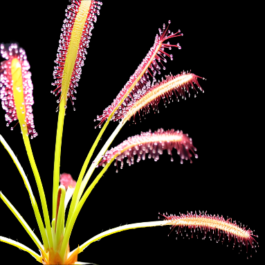 Drosera capensis sundew Close-up of a carnivorous plant with pink and green leaves on a black background.