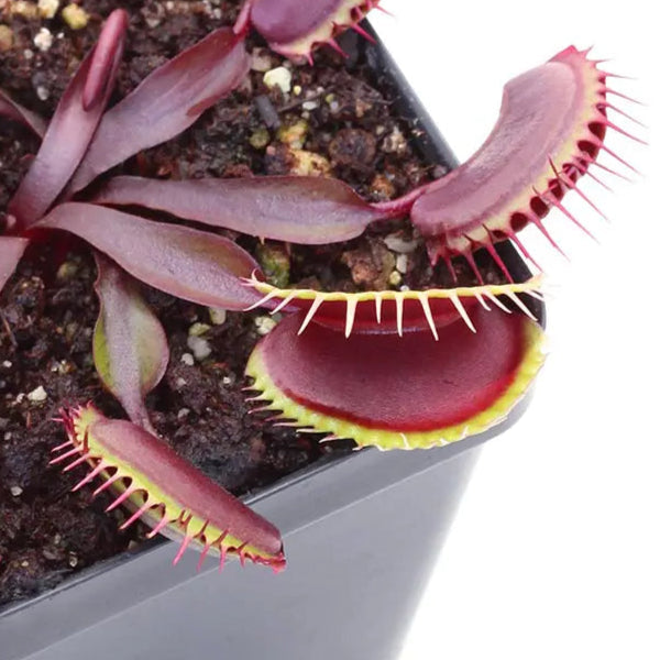 Dionaea muscipula 'FTS Maroon Monster' (Venus Flytrap)