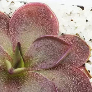 Pinguicula 'Scarlet Witch' – Mexican Butterwor