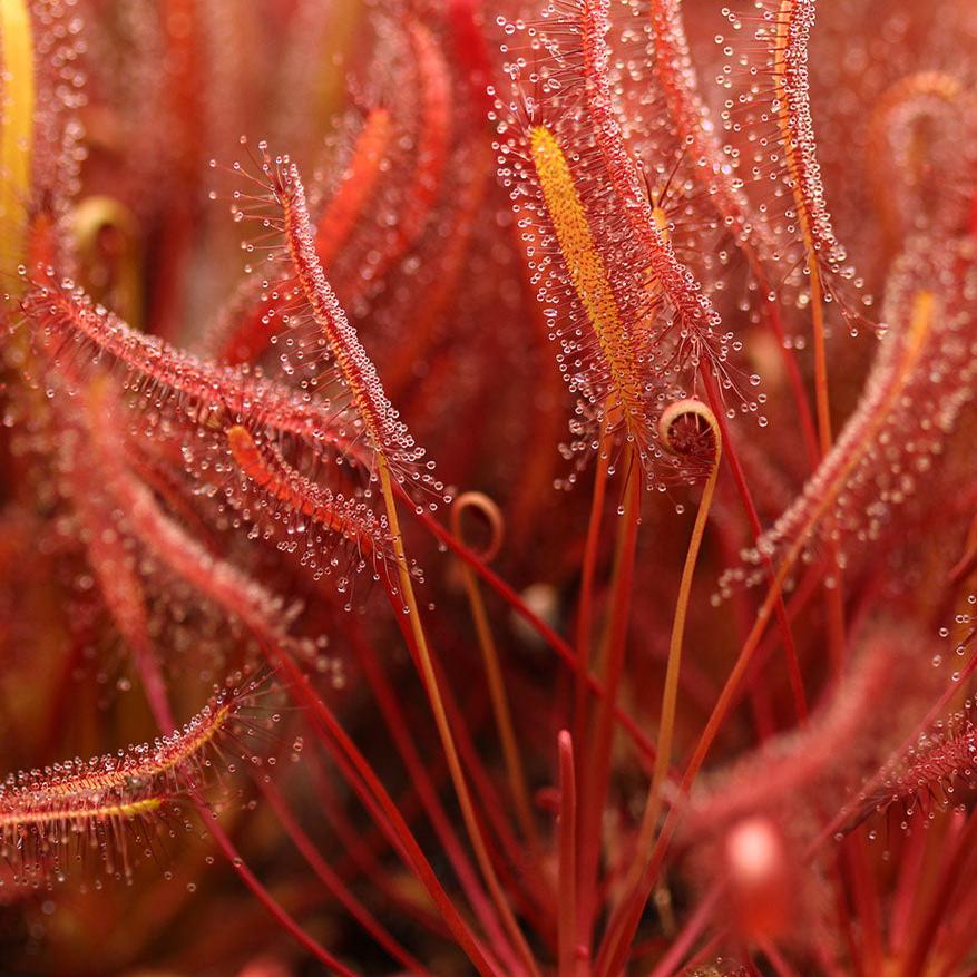 Drosera capensis 'Red' (Red Cape Sundew)