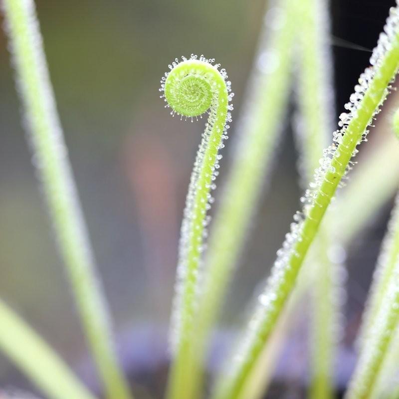 Drosera filiformis var. tracyi 'Thread-leaf Sundew' 