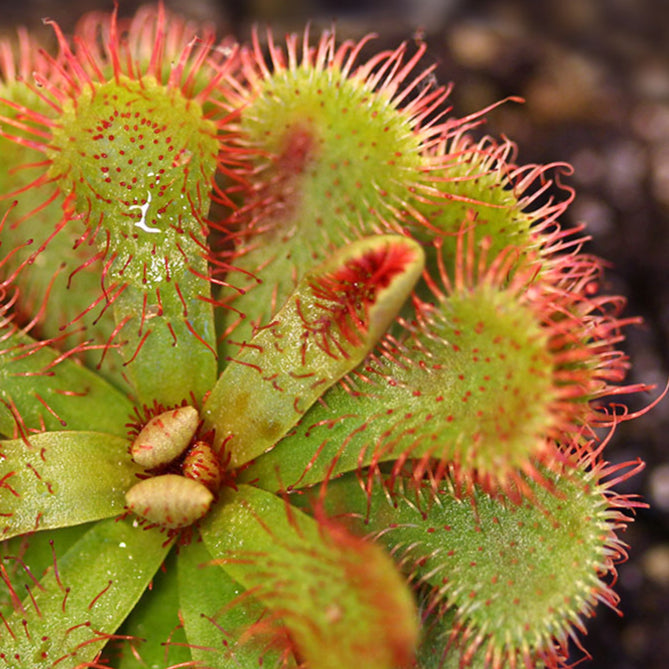 Drosera slackii (Guitar Sundew)