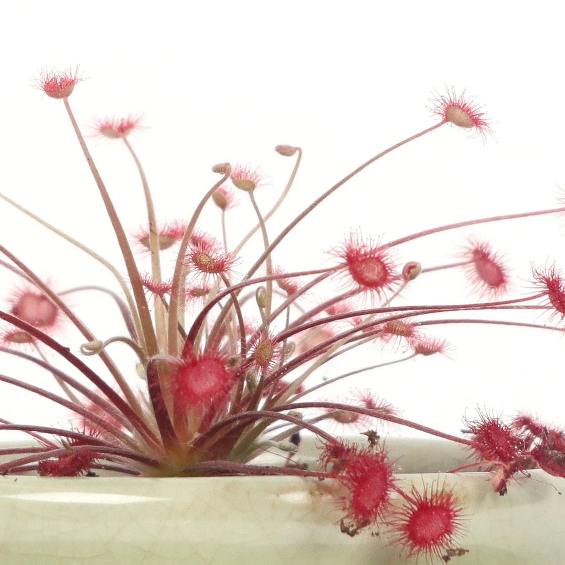 Drosera paradoxa (Sundew)