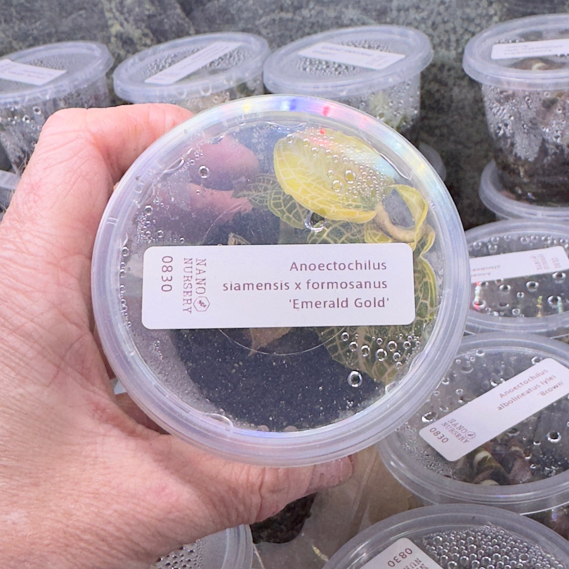 Hand holding a container labeled 'Emerald Gold' among other labeled containers.