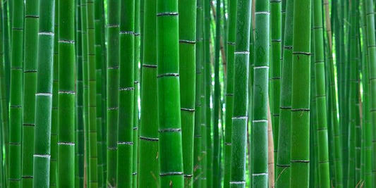 Bamboo Forest Poster - 60cm x 120cm