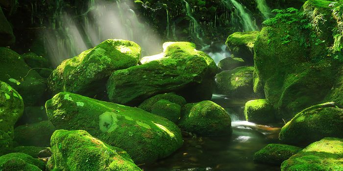 The Guppy Garden