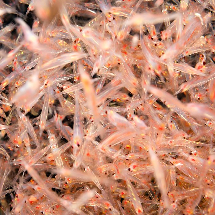 Freeze Dried Mysis  -  Fish Food - 26g