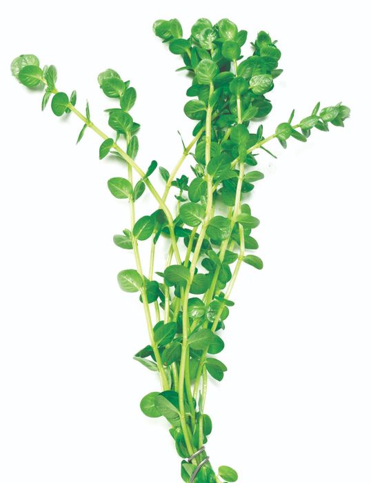 Lysimacia nummularia - Green Pennywort - Bunch Plant