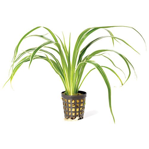 Chlorophytum bichetii - 5cm Net Pot