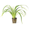 Chlorophytum bichetii - 5cm Net Pot