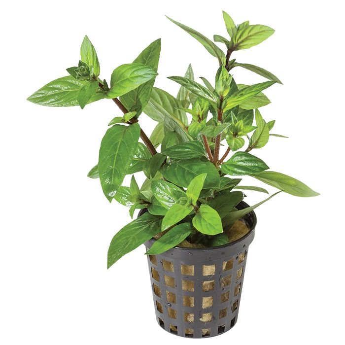 Staurogyne Repens - Immersed Grown Net Pot