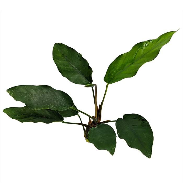 Anubias barteri 'Isabelle' - Plant